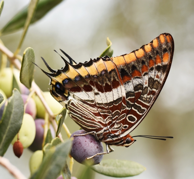 Charaxes jasius (Nymphalidae)